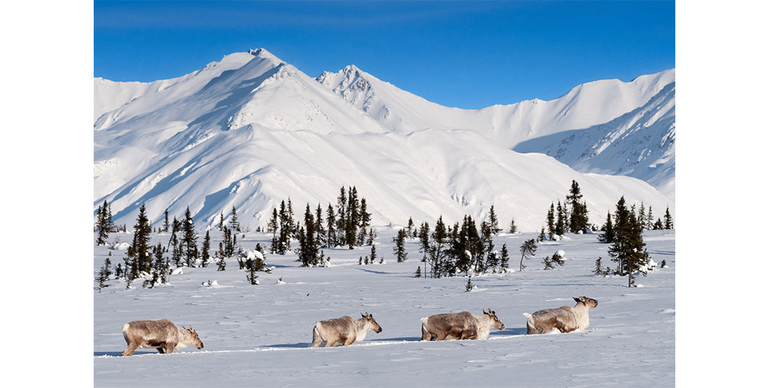 Caribou