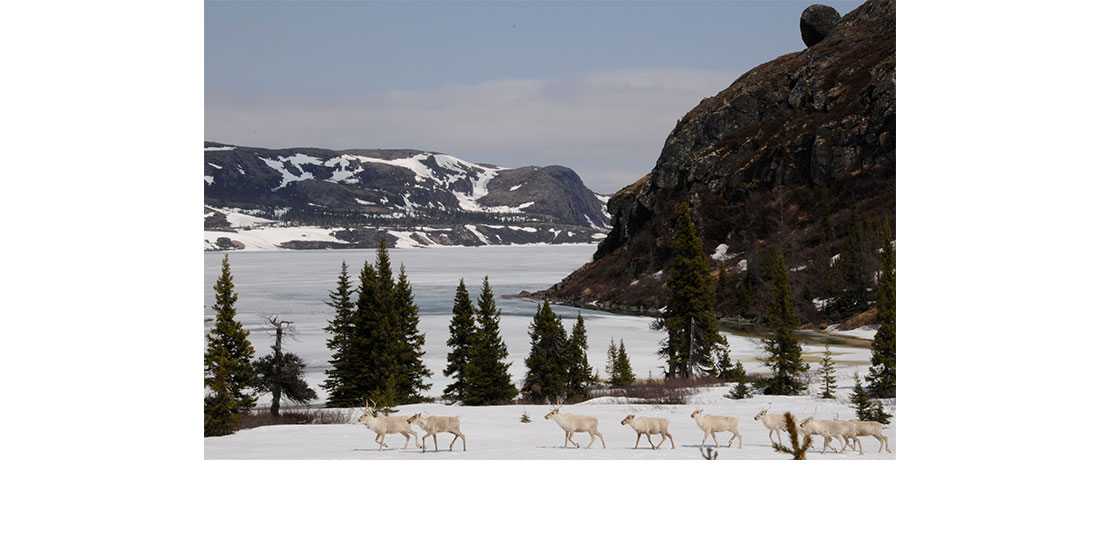 Caribou walking