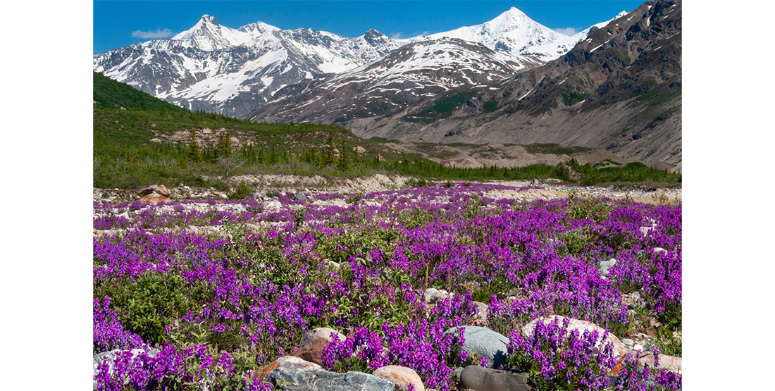 Glacial morraine with vetch