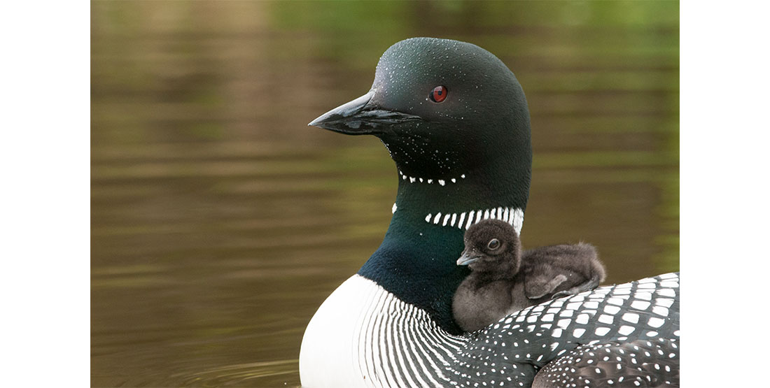 loon with baby on back
