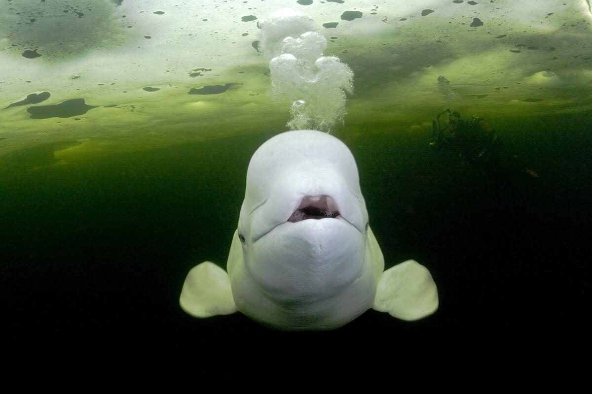 a beluga whale underwater