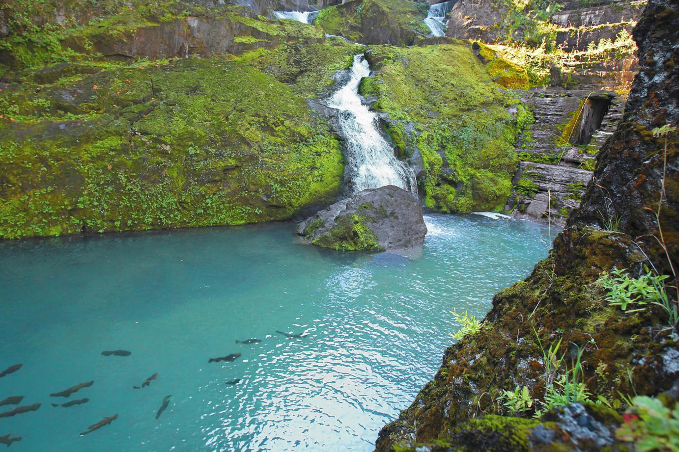 the elwha river with salmon