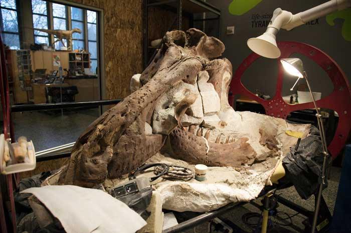 partially prepared t. rex skull in a workroom