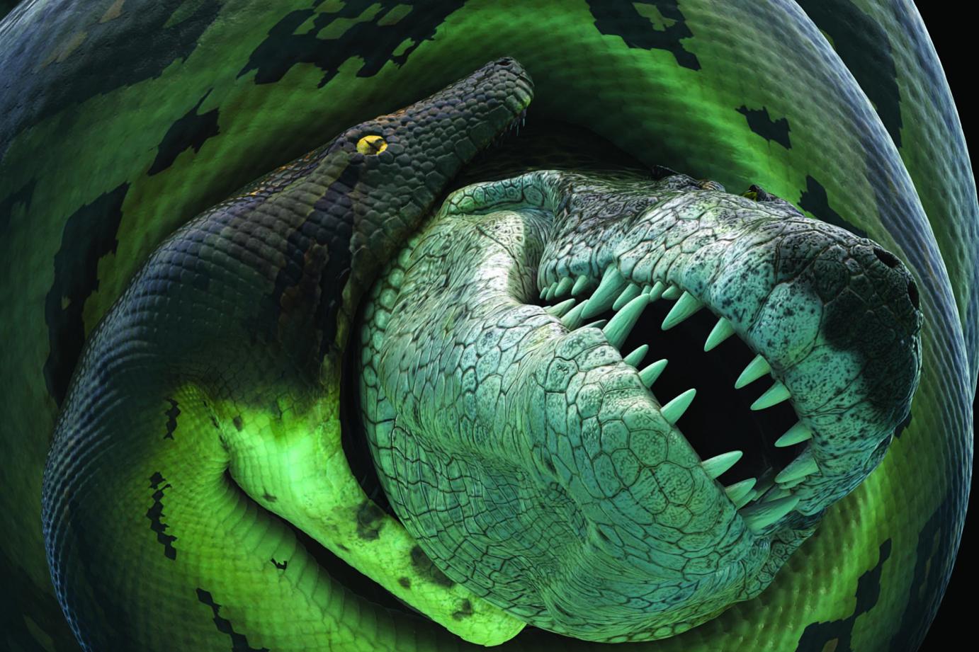 illustration of a giant snake eating a crocodile