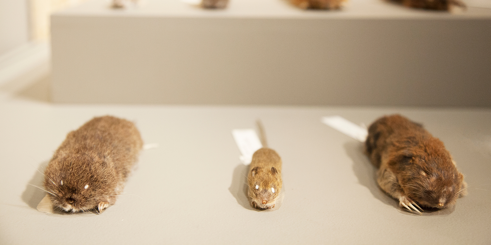 stuffed mammal specimens dry out after being prepared in the exhibit