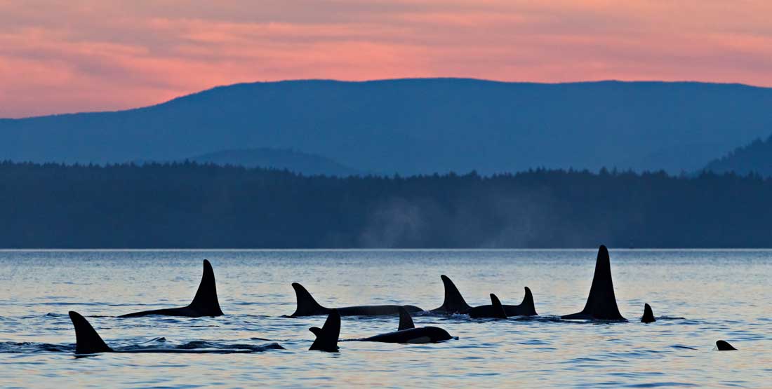 A pod of orcas gathers at sunset.