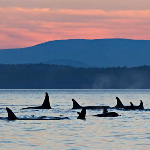 orcas at sunset