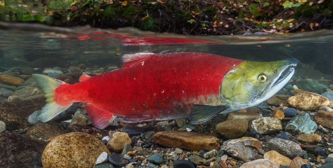 male sockeye salmon