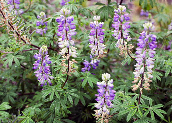 Lupines outside the Burke Museum purple lupines outside the burke museum