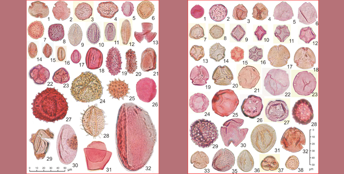 A matrix of microscopic photos of different pollens. Most are a red or pink color.