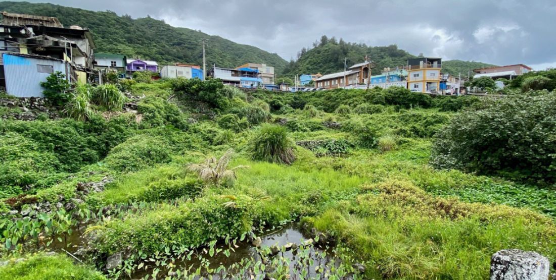 Grassy field of taro plants with a several houses on top of the hills on a cloudy day.