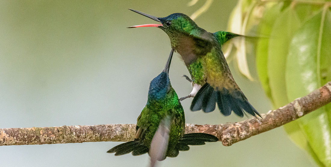 Two hummingbirds flying by a branch are fighting