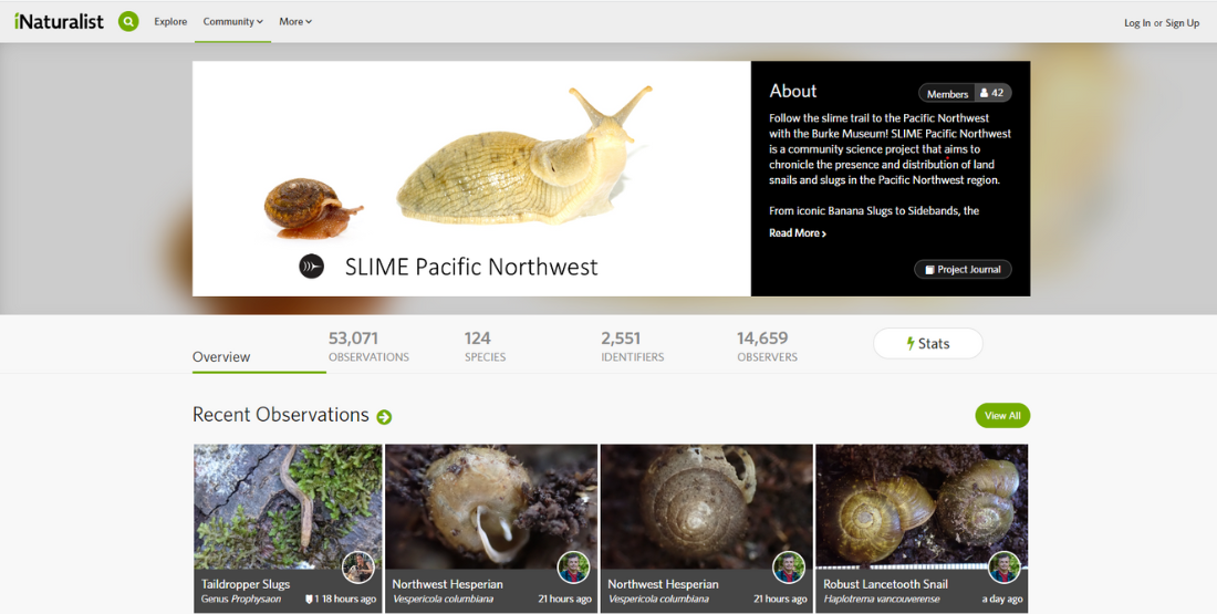 A screenshot of iNaturalist prominently displays a yellow slug and an orange snail above the project title "SLIME Pacific Northwest". The dashboard notes the number of observations, species, identifiers, and observers associated with the SLIME Pacific Northwest project as well as recent observations associated with the project.