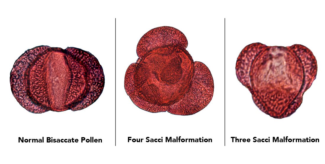 Three different types of pollen grains and their malformations
