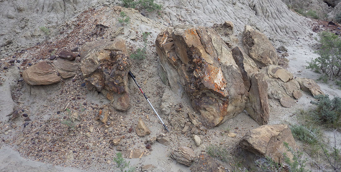 Crumbling rock and bone shards at the base of a hill where the T. rex was found
