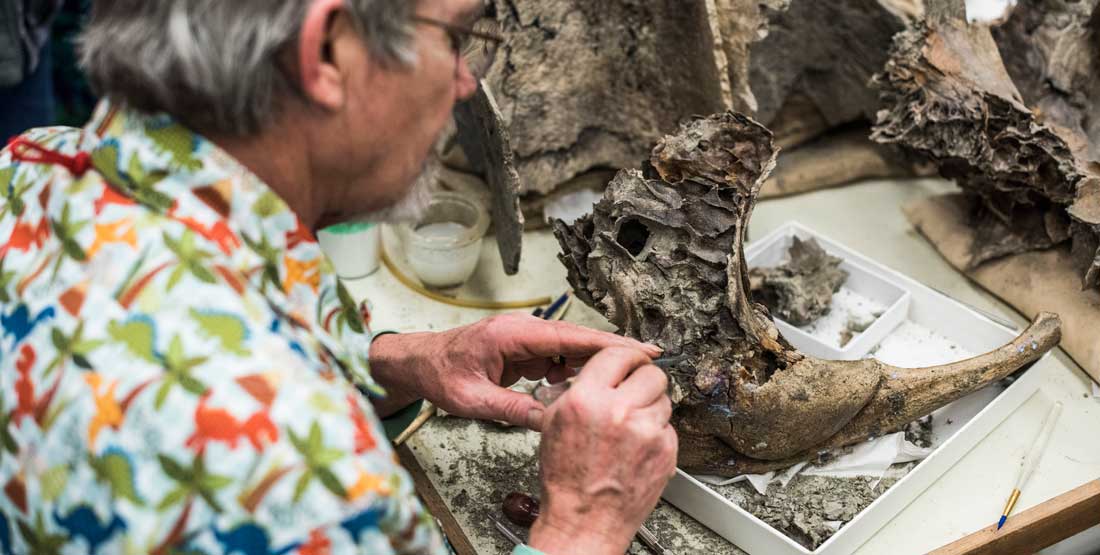 A fossil preparator paints glue on the mammoth skull to protect it