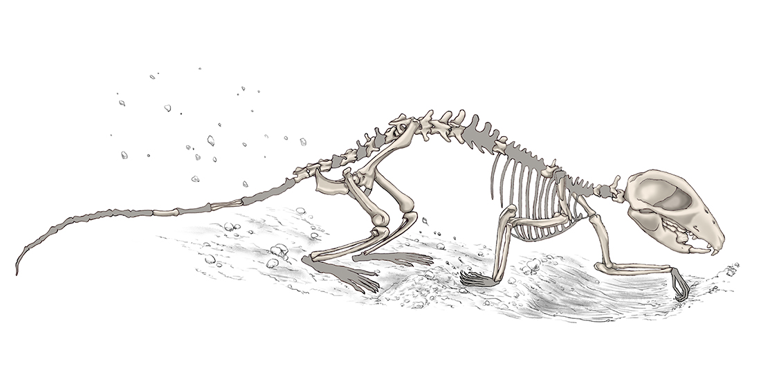An illustration of a small rodent skeleton