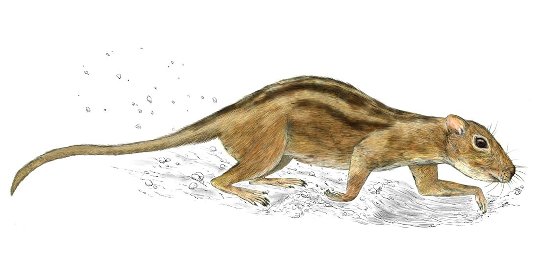 an illustration of a small rodent-like mammal