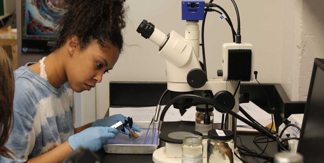 student at microscope in ichthyology collections