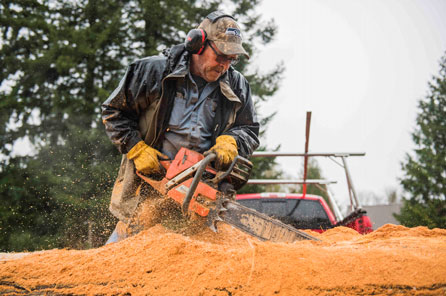 a man uses a chainsaw to carve a massive cedar log in half