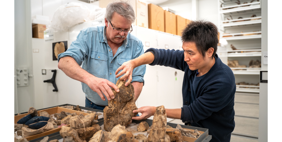 Two men stand side by side holding several fossil together. One of them places rubber bands on the fossils to keep them together.