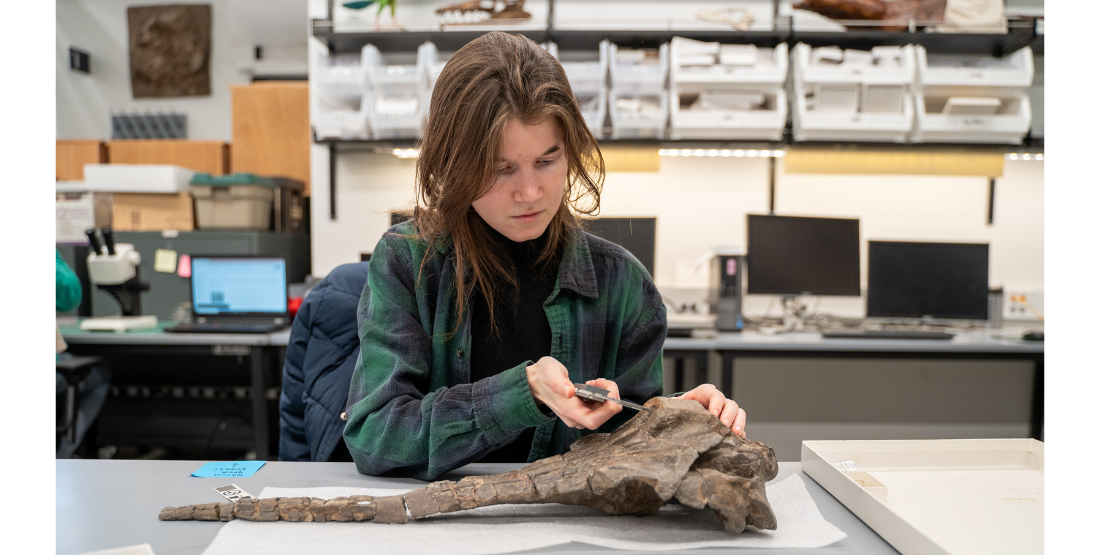 Woman sits a table using calipers to measure the width of something on a fossilized whale skull.