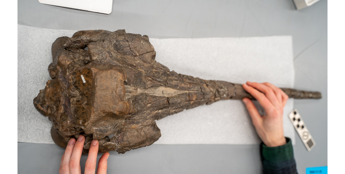 Top down view of a fossilized whale skull on a white table.