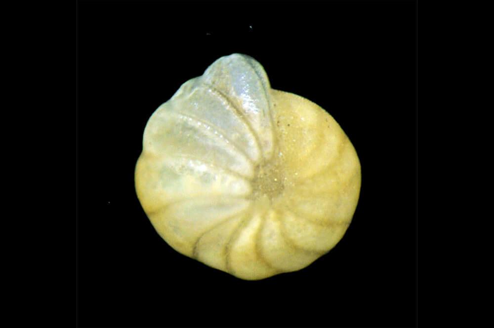 tiny microscopic shell close up