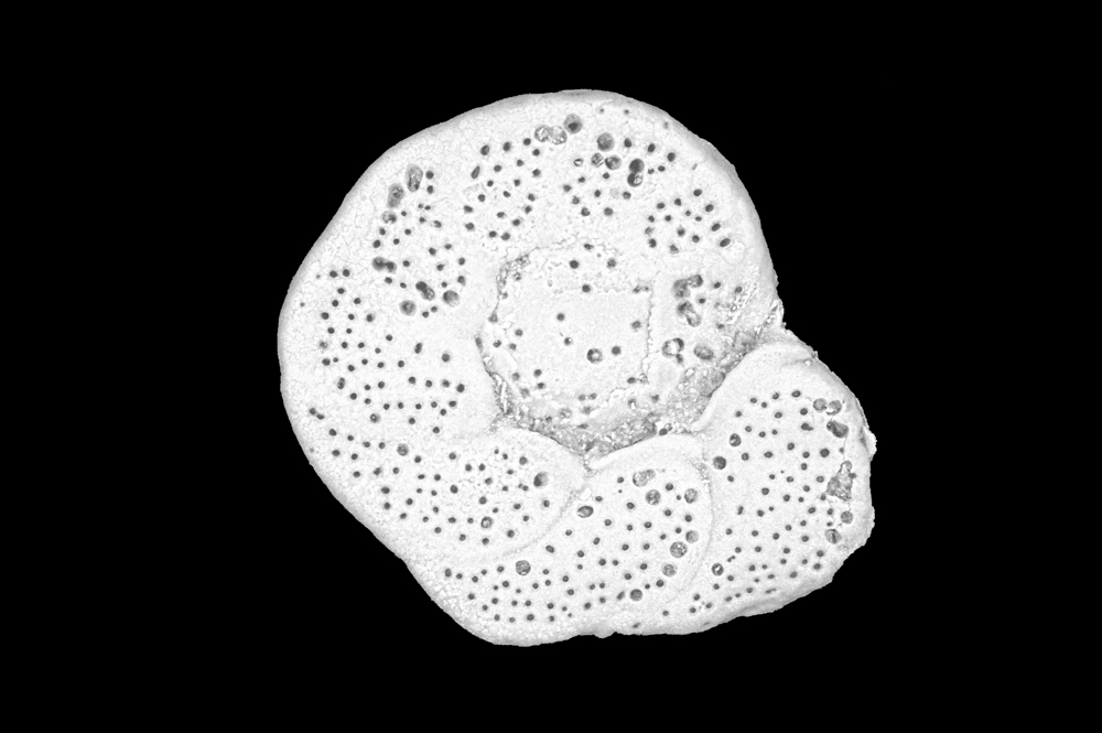 microscopic shell detail
