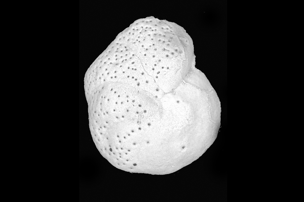 microscopic shell detail showing tiny holes on its exterior