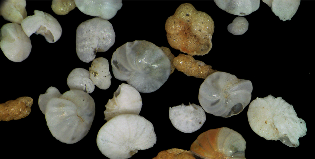 Forams under microscope