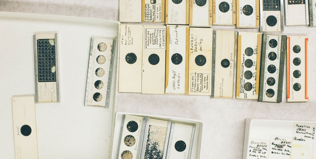 slides of foraminifera ready to go under the microscope