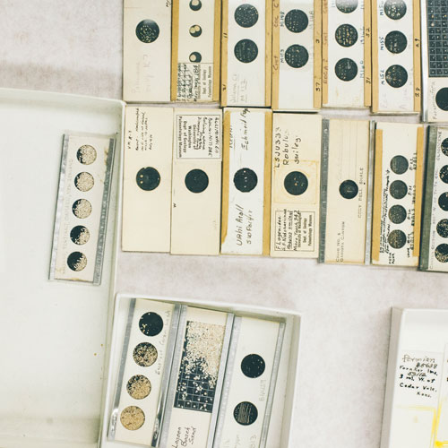 numerous microfossil slides