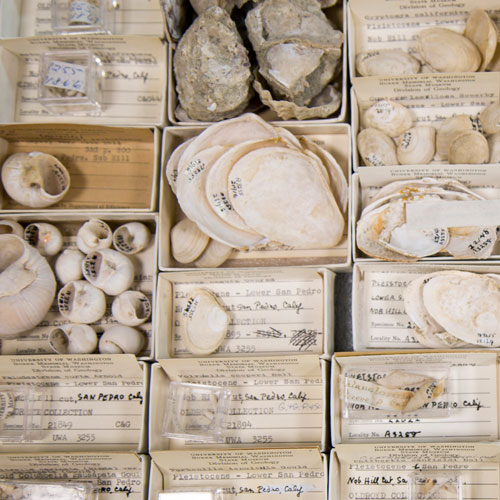 fossil shells in small boxes