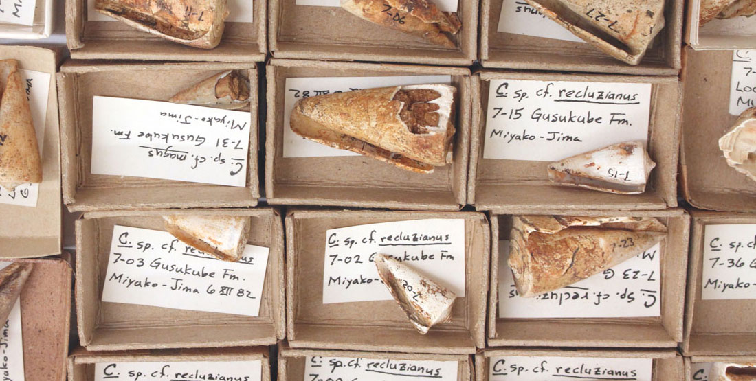close up of fossil shells in small boxes
