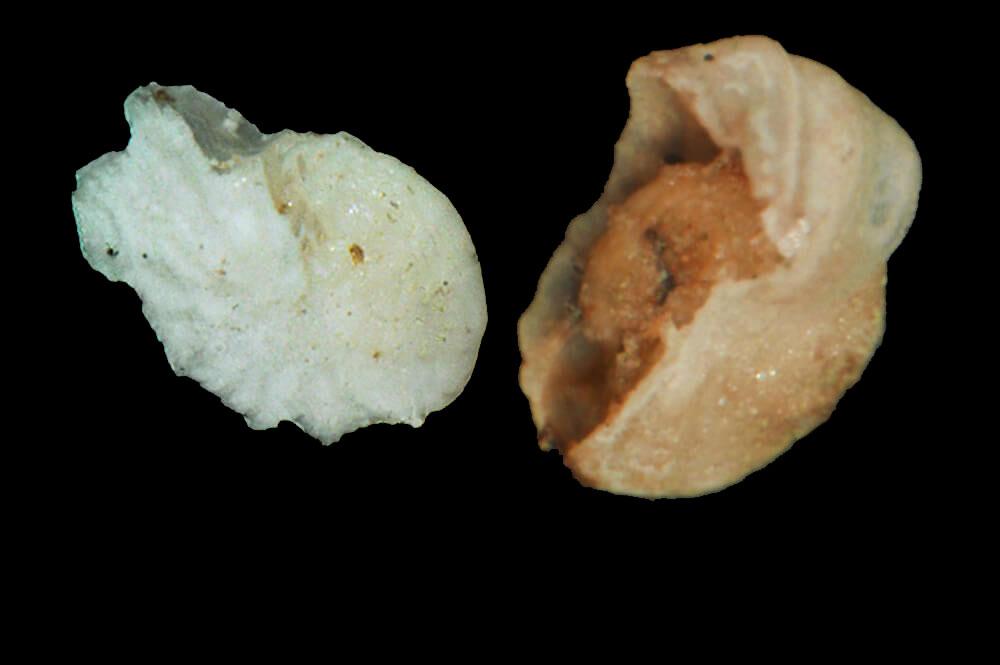 two microscopic shells side-by-side showing how they've disolved