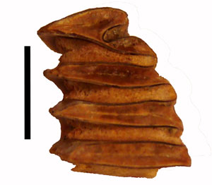 Close-up view of the chewing surface of the fossilized capybara tooth described in the research paper. The specimen is about two thirds of an inch long (scale equals 10 mm or 0.4 inches). Credit: Carolina Gutstein et al.