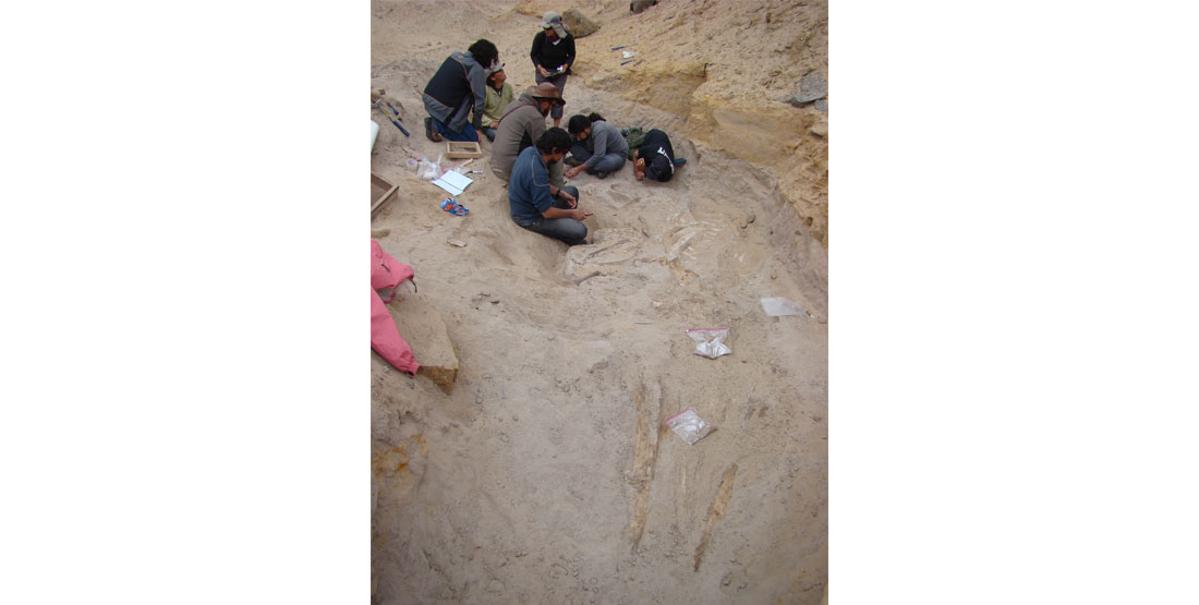 Photo of paleontologists during a 2009 field campaign co-led by Carolina S. Gutstein describing the El Morro bonebed where the capybara tooth was found. 
