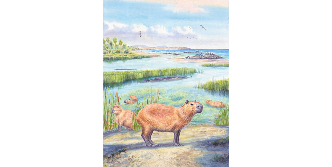 This artist's drawing shows a lush scene of a prehistoric river delta in coastal Chile. A group of capybaras forages on vegetation in the foreground, while freshwater crocodiles float in the river, and seals can be seen basking on the rocky shoreline. Various seabirds are soaring overhead. 