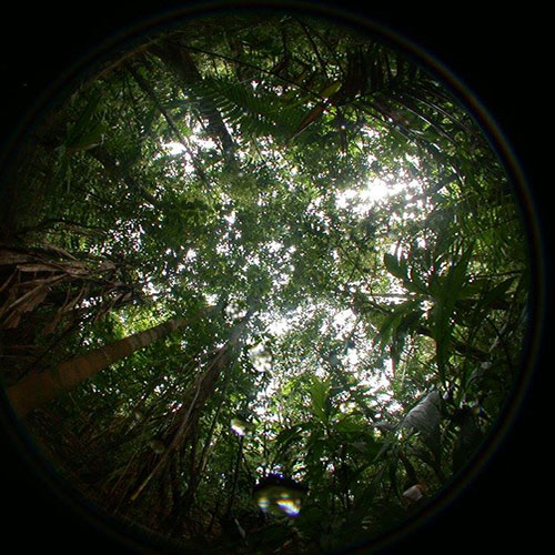 the view looking straight up to the tree canopy
