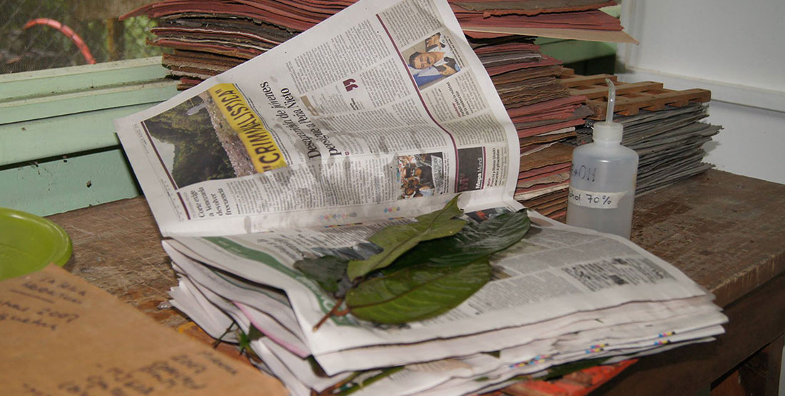 leaves after being sprayed on top of newspaper