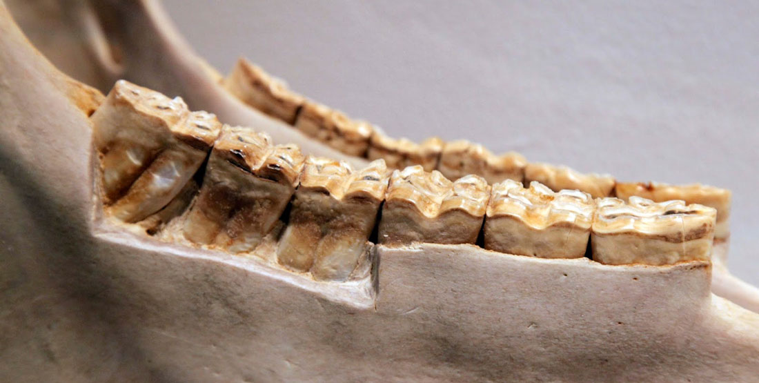 A lower jaw of a zebra showing high-crowned teeth