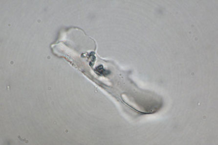 a microscopic image of a phytolith 