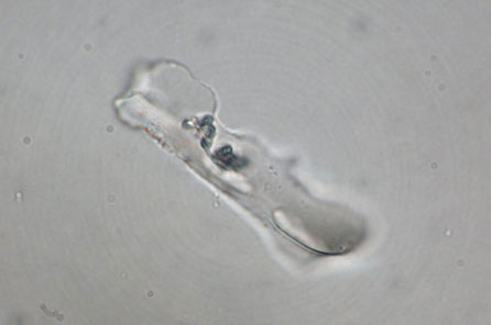 a microscopic image of a phytolith