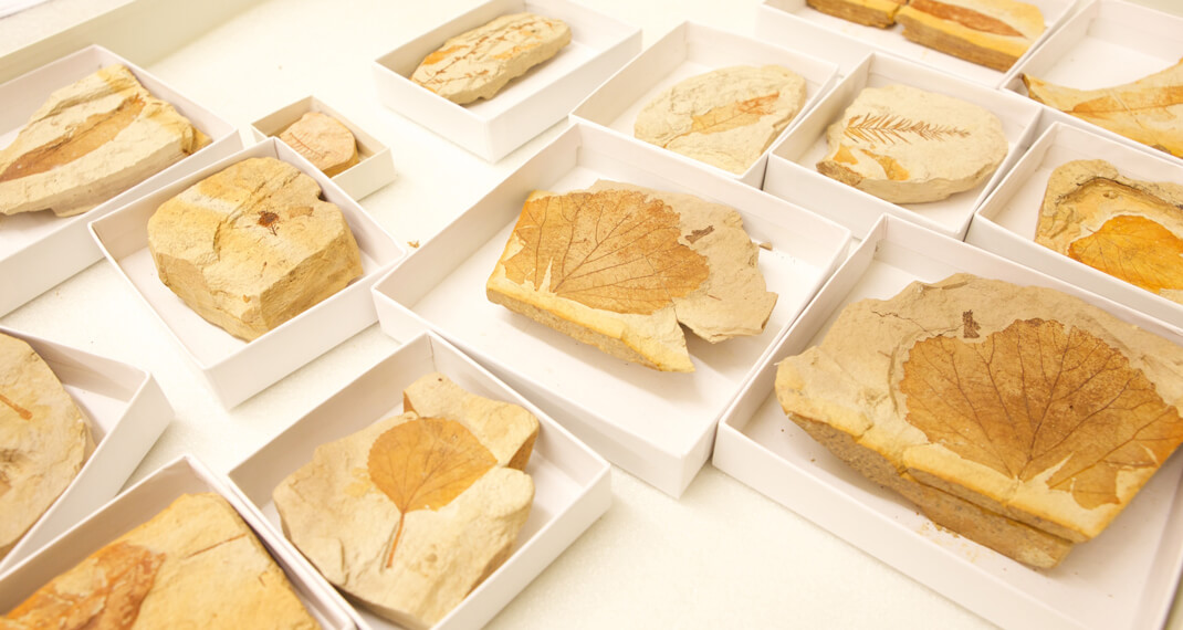 fossil leaves in small collections boxes on a table