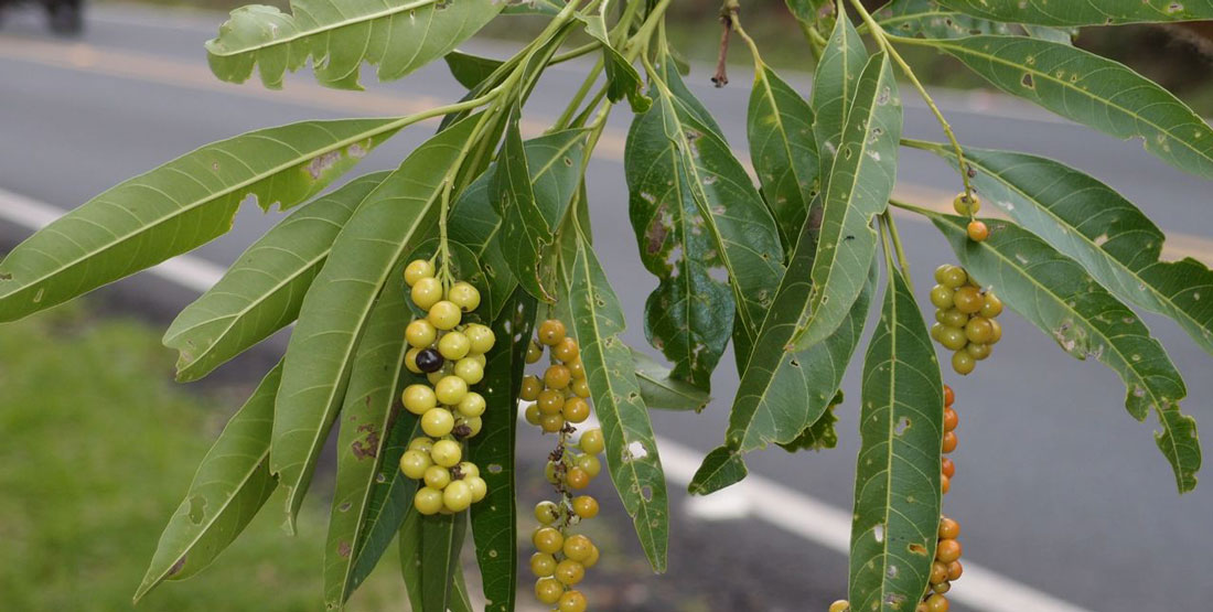 Green leaves and round hanging fruit