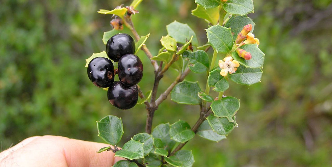 A hand holding a branch with green thorny leaves and black ground fruit 