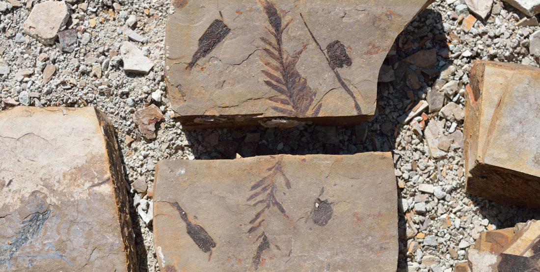 fossil plant broken into two pieces