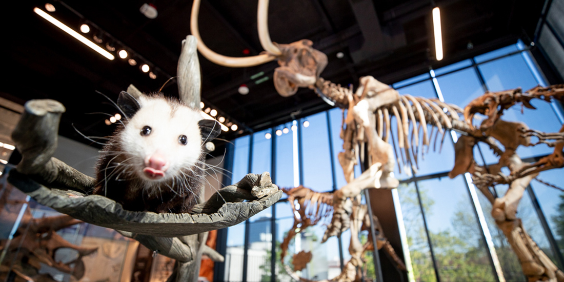 a possum sits in front of a mammoth skeleton