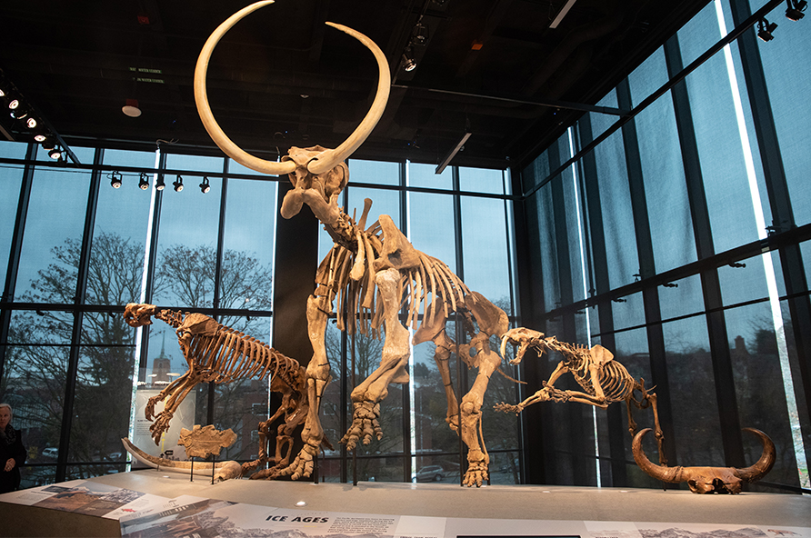 A Columbia Mammoth fossil in the Burke Museum's Fossils Uncovered gallery.